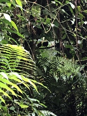 Odontophorus stellatus