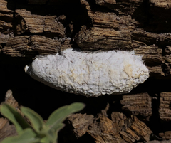 Spongiporus leucospongia