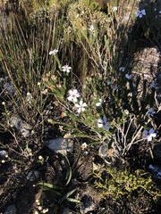 Adenandra obtusata