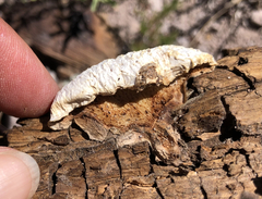 Spongiporus leucospongia