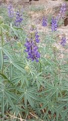 Lupinus hyacinthinus