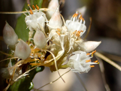 Cuscuta indecora indecora