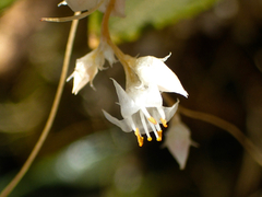 Cuscuta indecora indecora