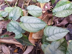 Monstera siltepecana