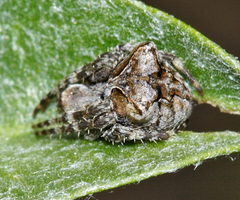 Araneus mammatus