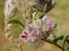 Ptilotus kenneallyanus