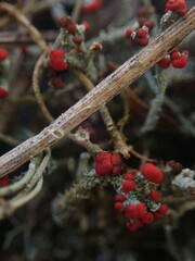 Cladonia weymouthii