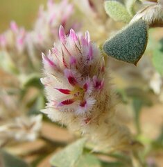Ptilotus kenneallyanus