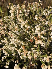 Erica spectabilis