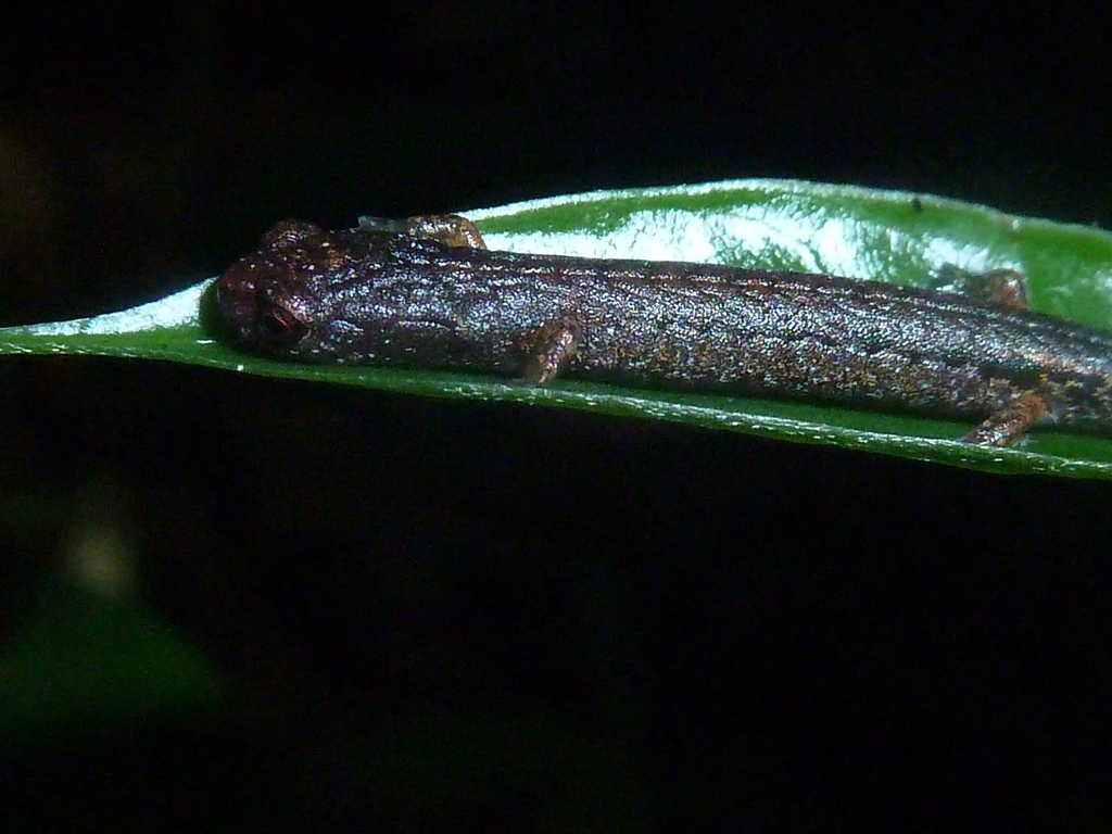 Pico Bonito Moss Salamander