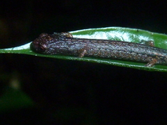 Nototriton oreadorum