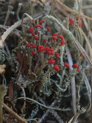 Cladonia weymouthii