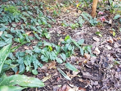 Monstera siltepecana