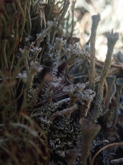 Cladonia weymouthii