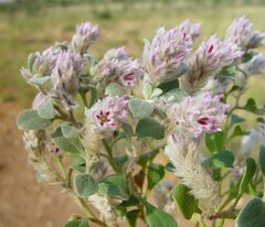 Ptilotus kenneallyanus