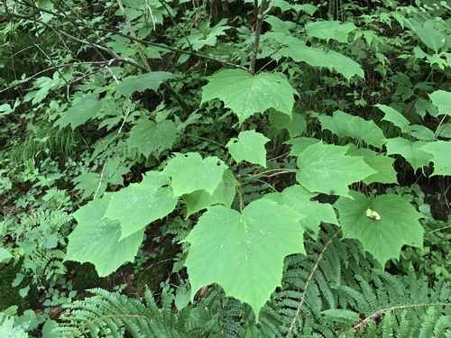 Acer nipponicum observed 2022-07-18