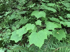Acer nipponicum