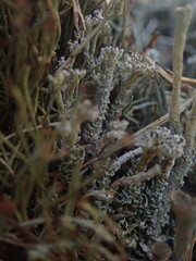 Cladonia weymouthii