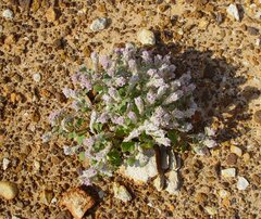 Ptilotus kenneallyanus