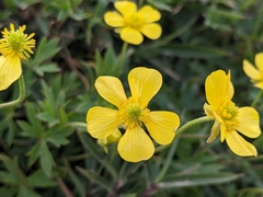 Ranunculus formosa-montanus