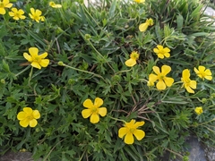 Ranunculus formosa-montanus