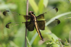 Libellula luctuosa