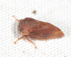 Cyrtolobus fuscipennis