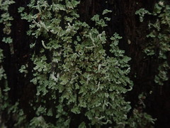 Cladonia darwinii