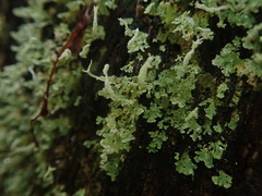 Cladonia darwinii