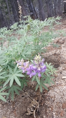Lupinus hyacinthinus