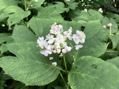Hydrangea bifida