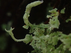 Cladonia darwinii