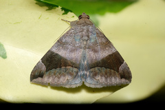 Bastilla joviana