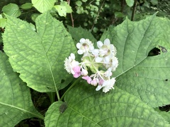 Hydrangea bifida
