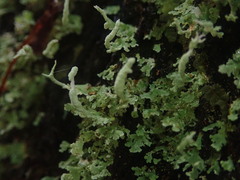 Cladonia darwinii