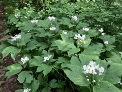 Hydrangea bifida