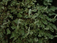 Cladonia darwinii