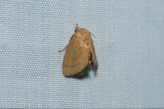 Spatulifimbria castaneiceps