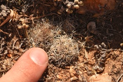 Escobaria hesteri hesteri