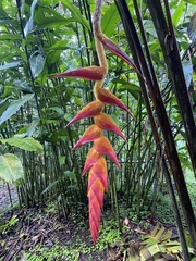 Heliconia regalis