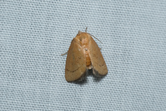 Spatulifimbria castaneiceps