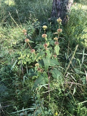 Phlomoides tuberosa