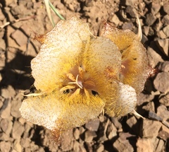 Calochortus fimbriatus