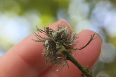 Heterodermia leucomelos