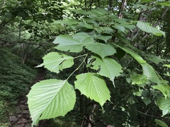 Euptelea polyandra