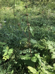 Phlomoides tuberosa