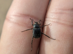 Hoplia nengkaoshana