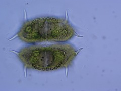 Xanthidium antilopaeum