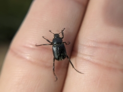 Hoplia nengkaoshana