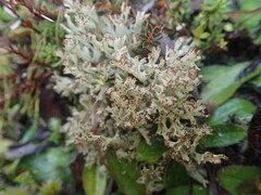 Cladonia neozelandica